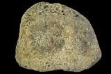Hadrosaur Finger Bone - Alberta (Disposition #-) #95174-1